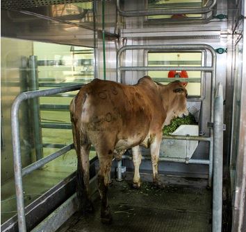 New study finds that severe undernutrition of cattle increases their ...